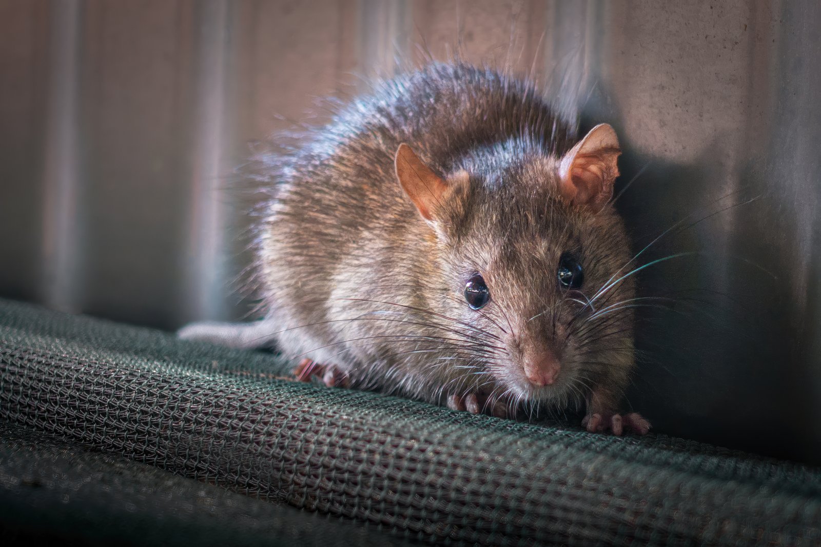 Ratten bestrijden