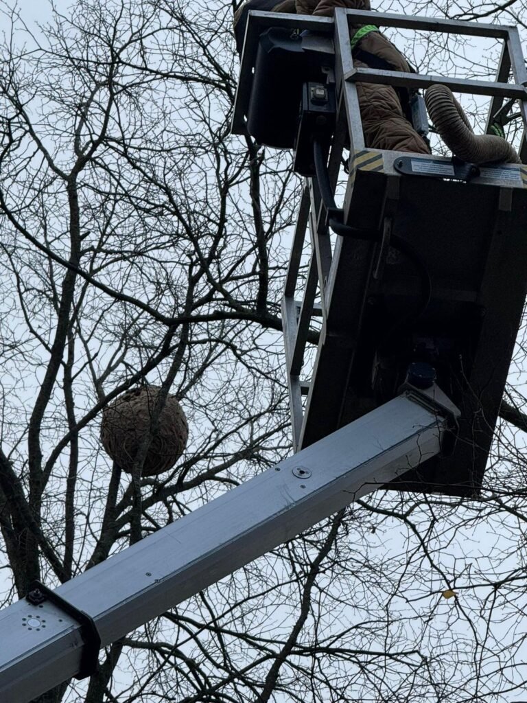 Aziatische hoornaar close-up
