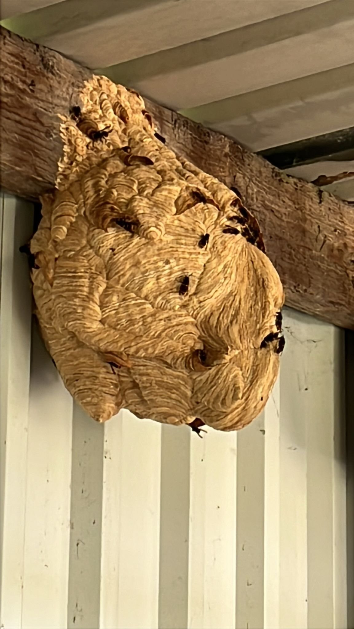 Aziatische hoornaar nest