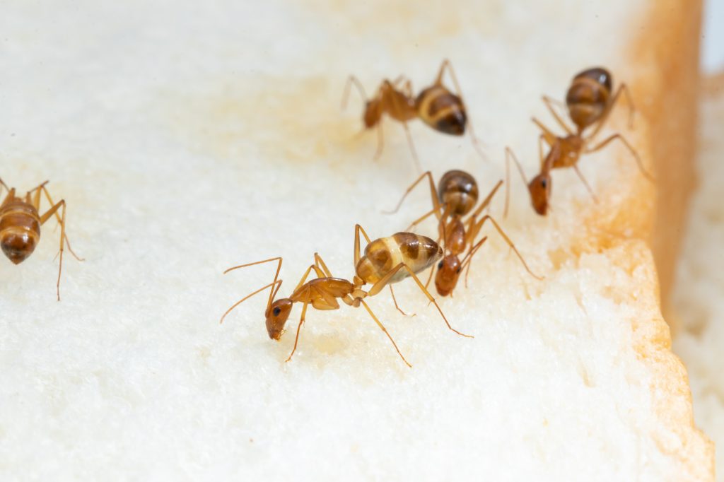 Anoplolepis gracilipes, yellow crazy ants, on 
Sliced ​​bread,Concept for pest control and contaminate  food