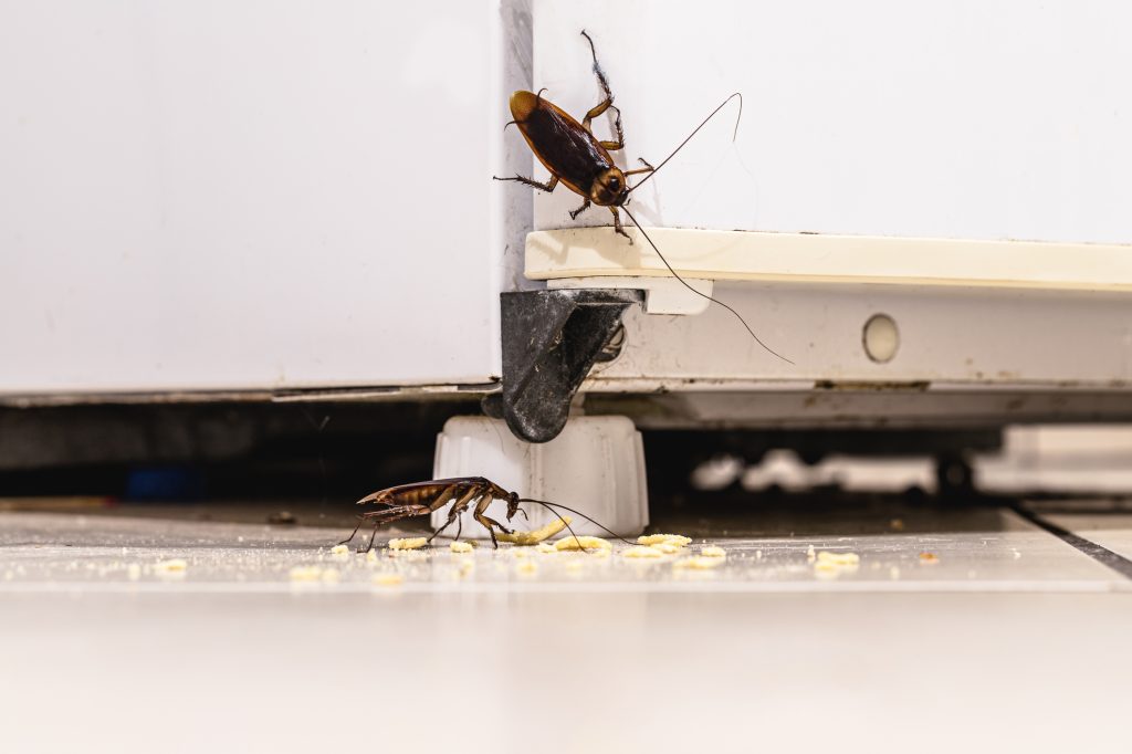 cockroach infestation inside a kitchen, dirty fridge and unhygienic kitchen. Insect or pest problems indoors