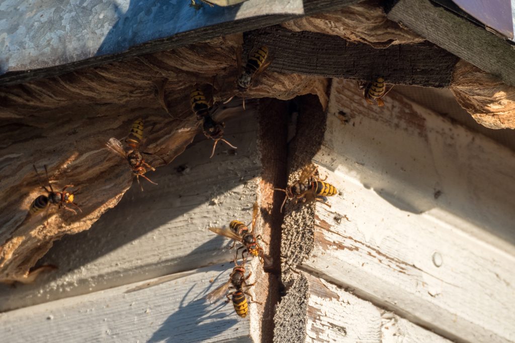 hornets nest under a wooden roof